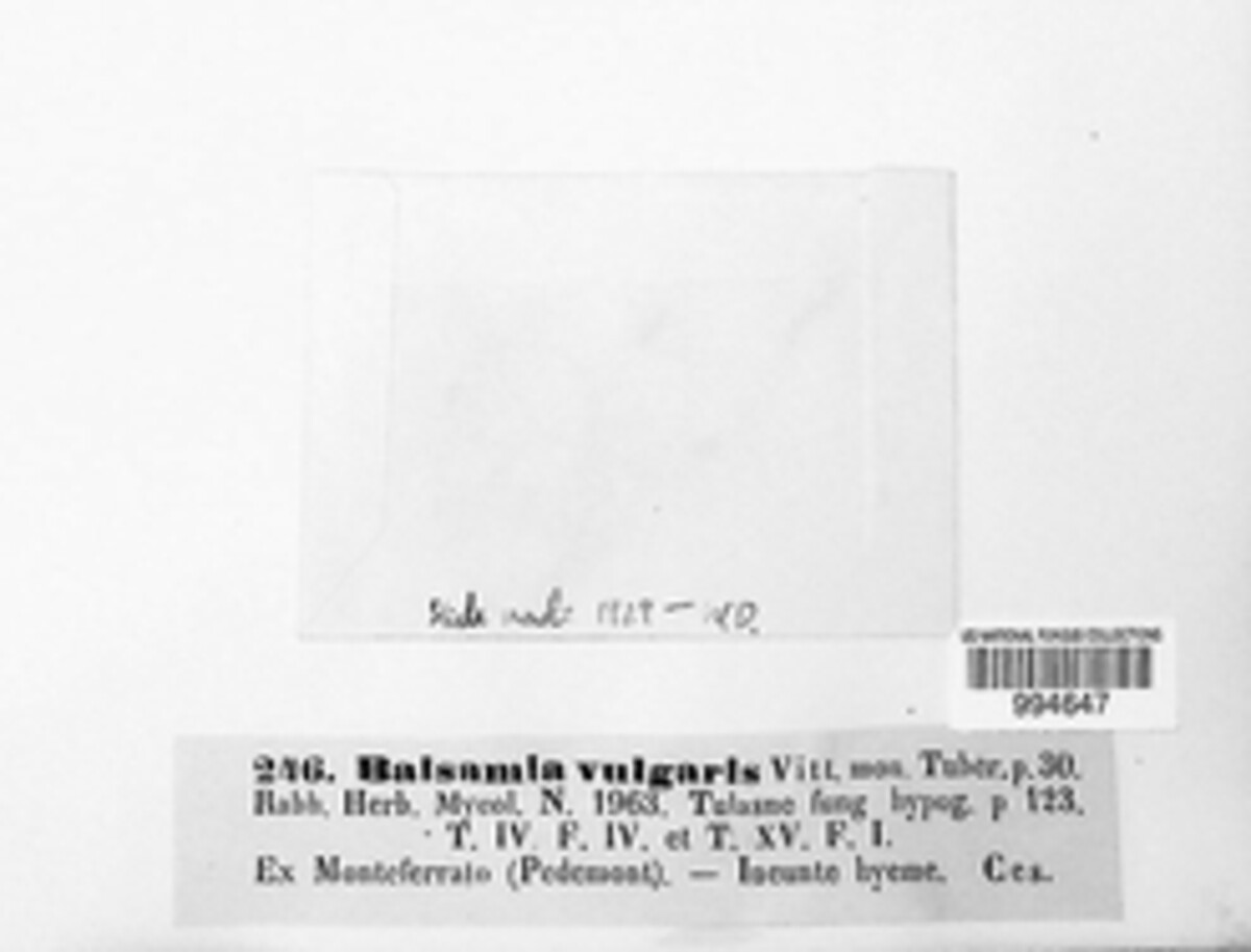 Balsamia image